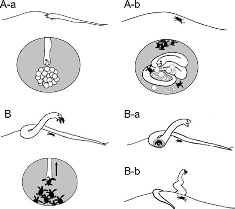 lycodon semicarinatus|Adaptive foraging strategy of an insular snake (Lycodon .